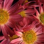 Flowers 204