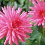 Flowers 205