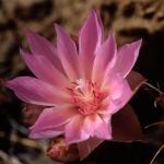Flowers 206