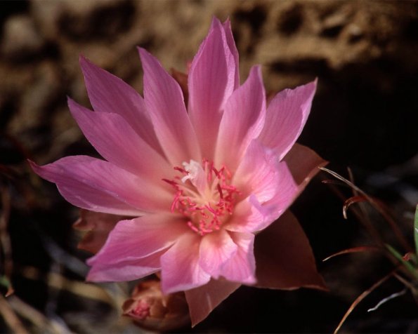 Flowers 206