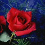 Flowers 207