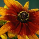 Flowers 208