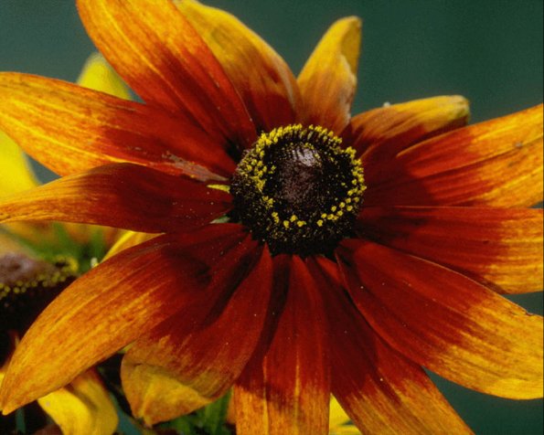 Flowers 208