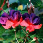 Flowers 210