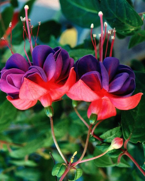 Flowers 210