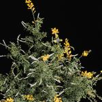 Flowers 211