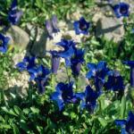 Flowers 212
