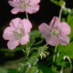 Flowers 213