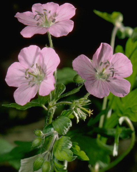 Flowers 213