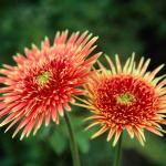 Flowers 214