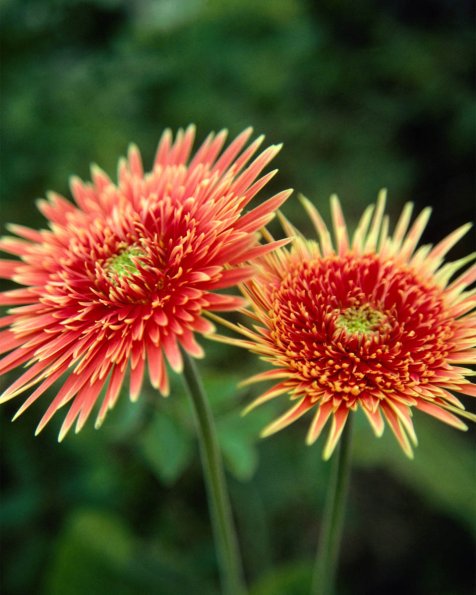 Flowers 214