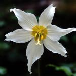 Flowers 215