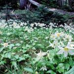 Flowers 216