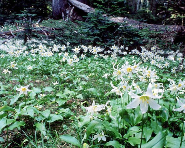 Flowers 216