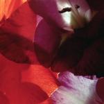 Flowers 217
