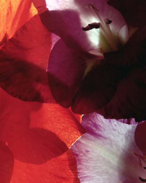 Flowers 217