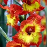 Flowers 218