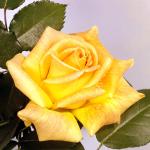 Flowers 219