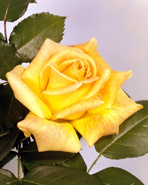 Flowers 219