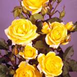 Flowers 220
