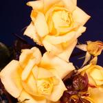 Flowers 221