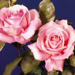 Flowers 222