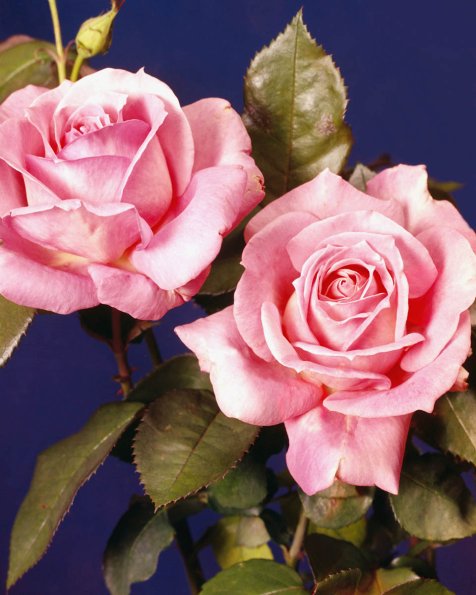 Flowers 222