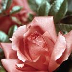 Flowers 223