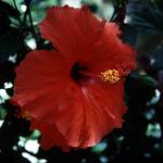 Flowers 224