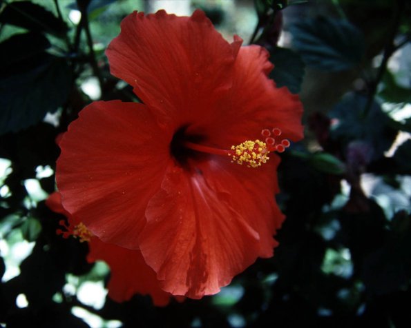 Flowers 224