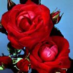Flowers 225
