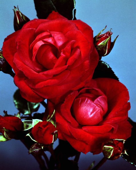 Flowers 225