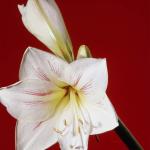 Flowers 226