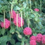 Flowers 227