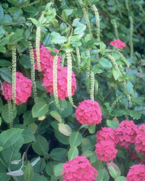 Flowers 227