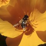 Flowers 228