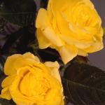 Flowers 229