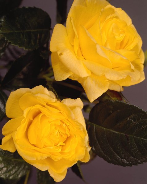 Flowers 229
