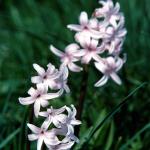 Flowers 230