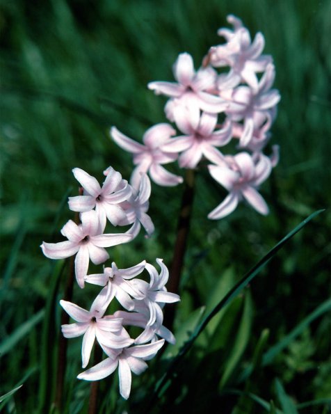 Flowers 230