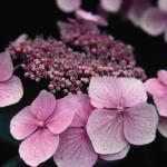 Flowers 231