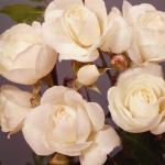 Flowers 232