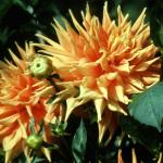 Flowers 233