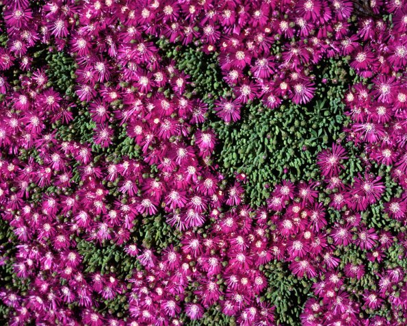 Flowers 234