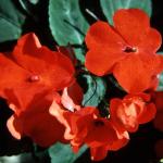 Flowers 235