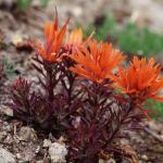 Flowers 236