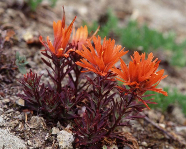 Flowers 236