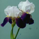 Flowers 237