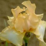 Flowers 238