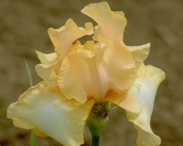 Flowers 238
